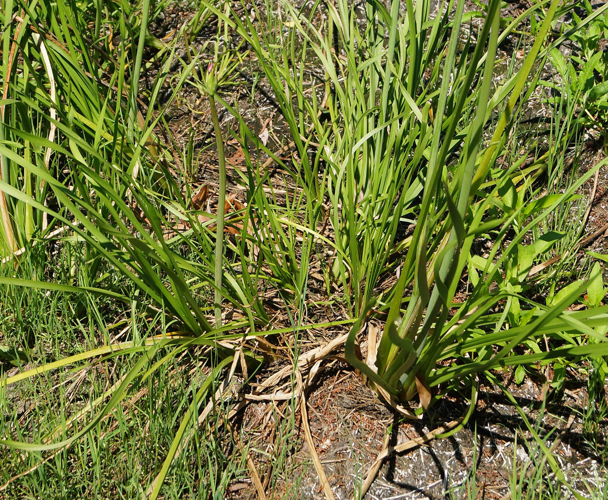 Изображение особи Butomus umbellatus.