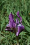 Iris pumila