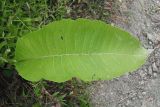 Inula helenium