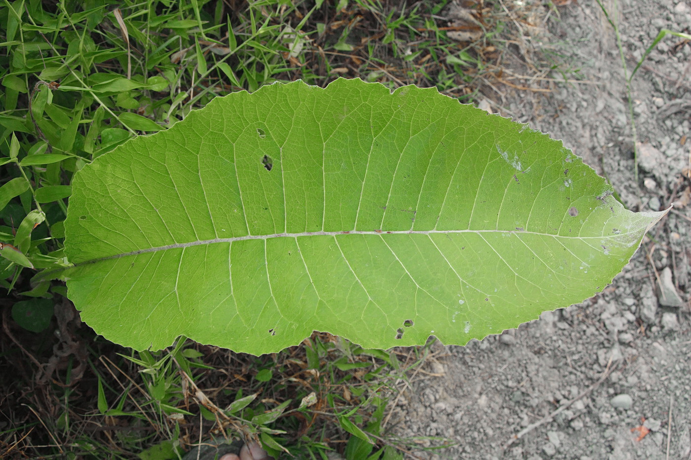 Image of Inula helenium specimen.