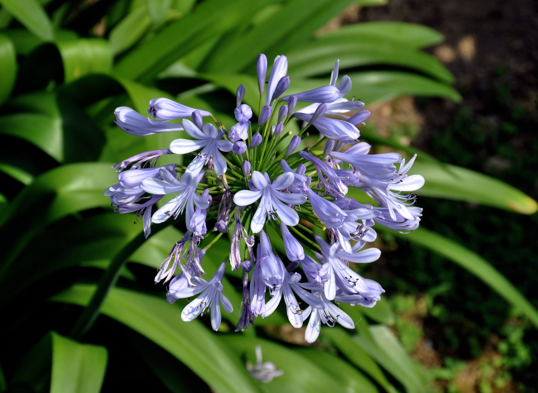 Image of Agapanthus africanus specimen.