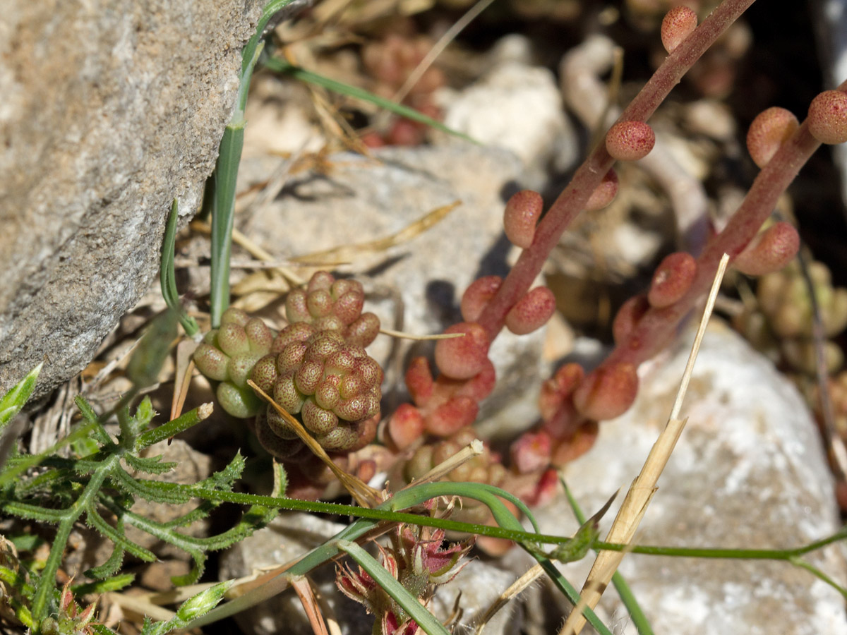 Image of Sedum album specimen.