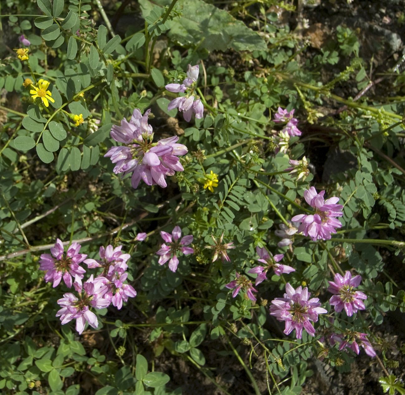 Image of Securigera varia specimen.