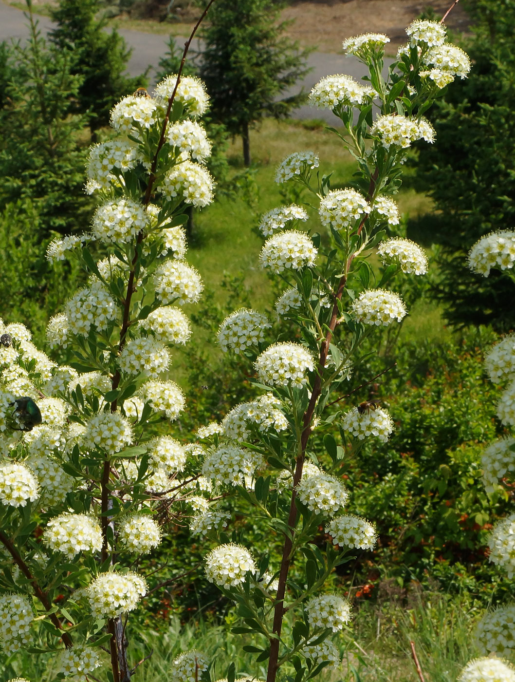 Изображение особи Spiraea crenata.