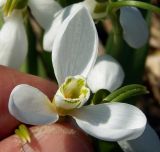 Galanthus elwesii