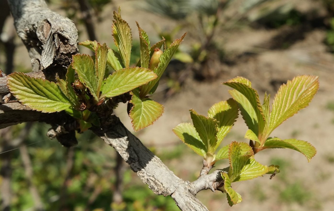Image of Viburnum × bodnantense specimen.