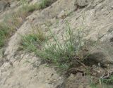 genus Asperula. Вегетирующее растение. Дагестан, Кумторкалинский р-н, расщелина скалы. 06.05.2018.