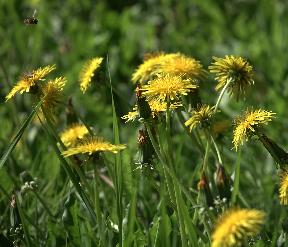 Изображение особи Taraxacum officinale.