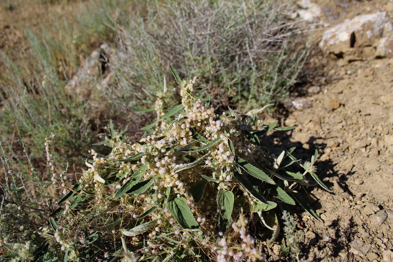 Image of genus Cuscuta specimen.