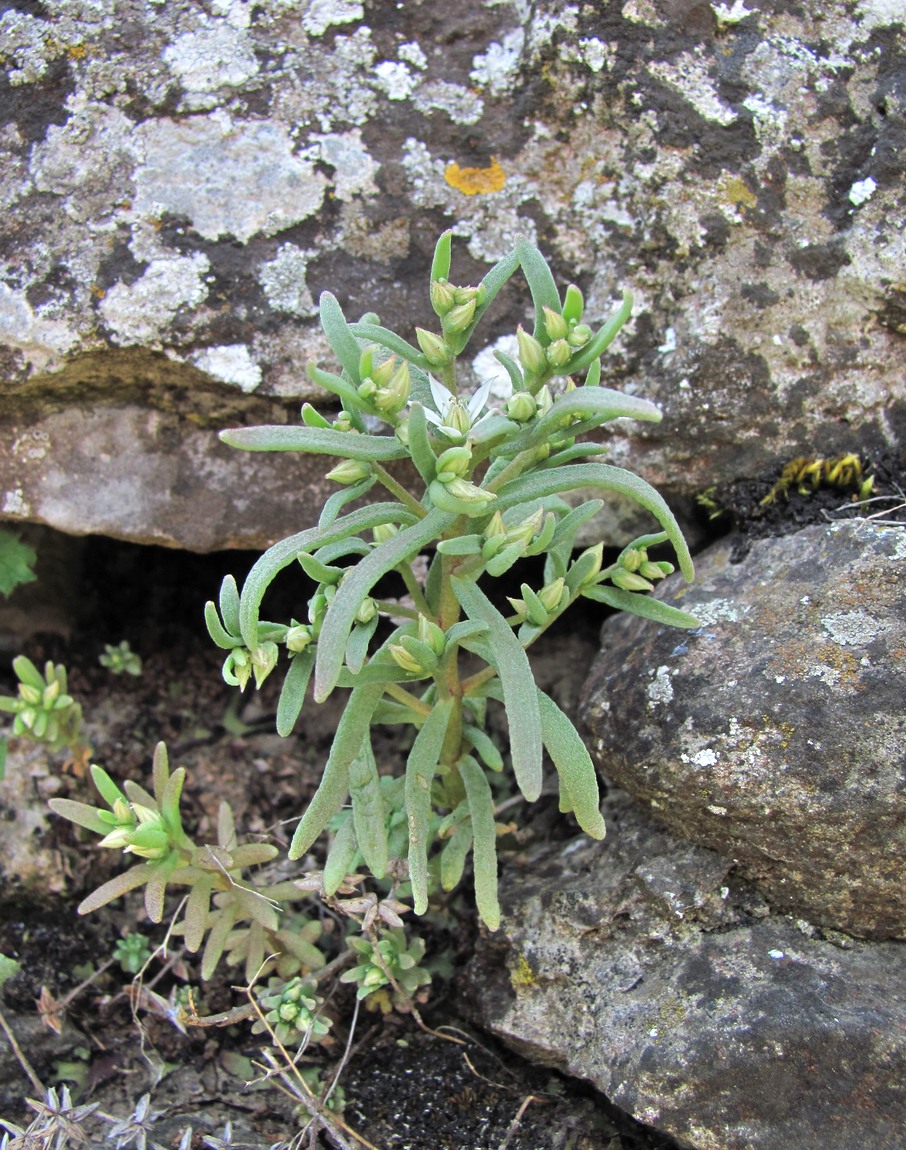 Изображение особи род Sedum.