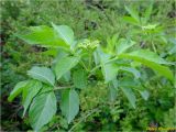 Sambucus nigra