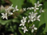 Galium odoratum