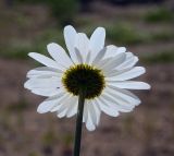 Leucanthemum vulgare