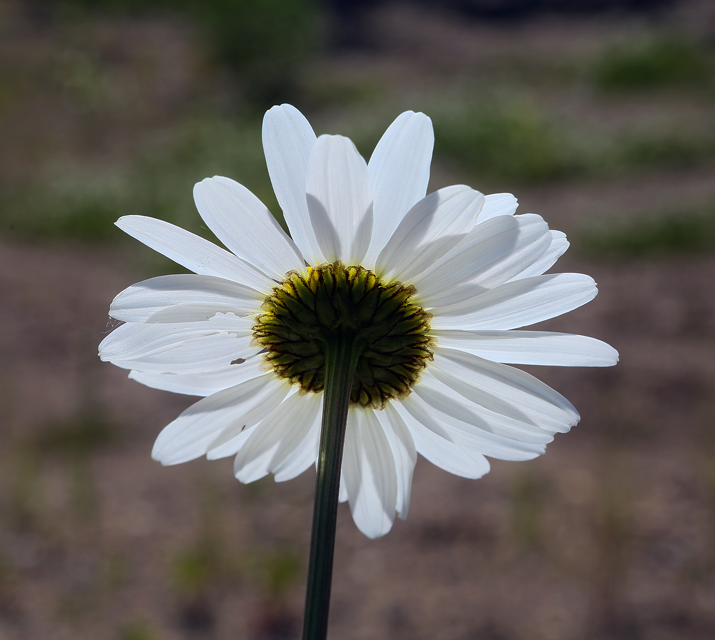 Изображение особи Leucanthemum vulgare.