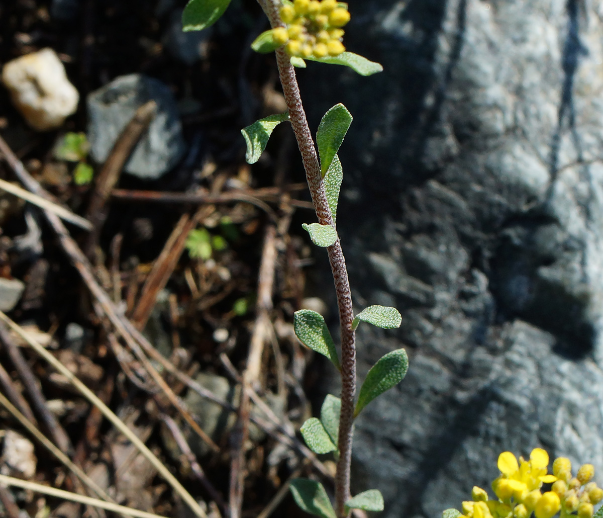 Image of Odontarrhena obovata specimen.