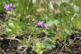 Primula algida