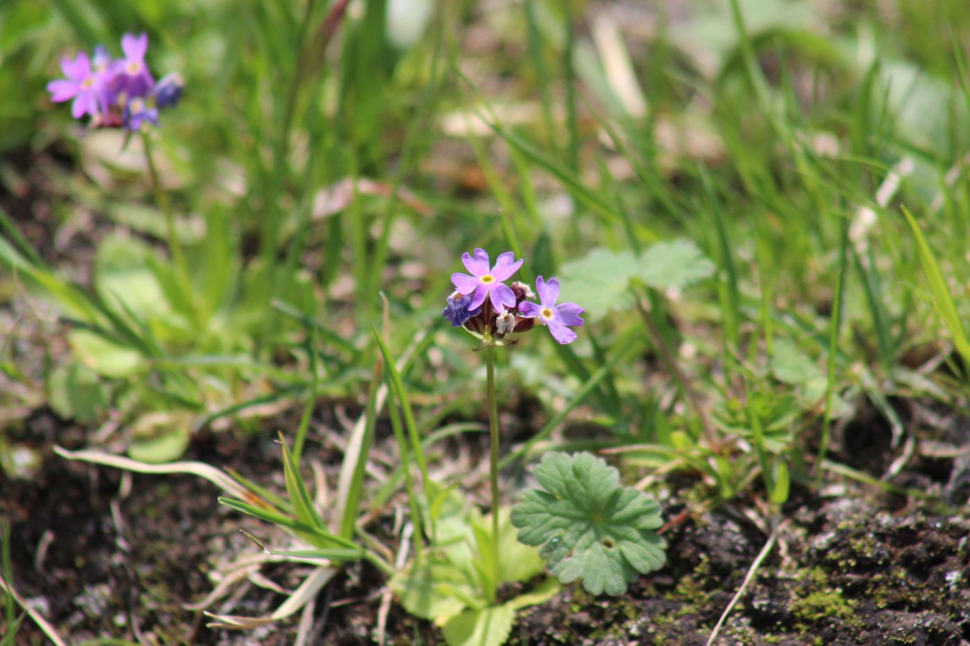 Image of Primula algida specimen.