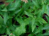 Spiraea japonica