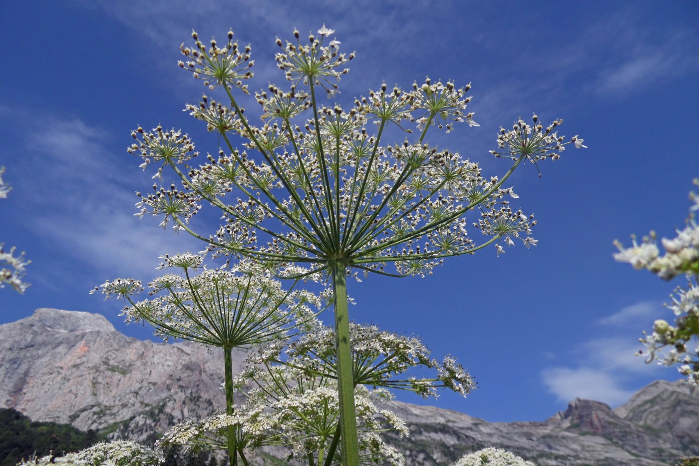 Изображение особи Heracleum ponticum.