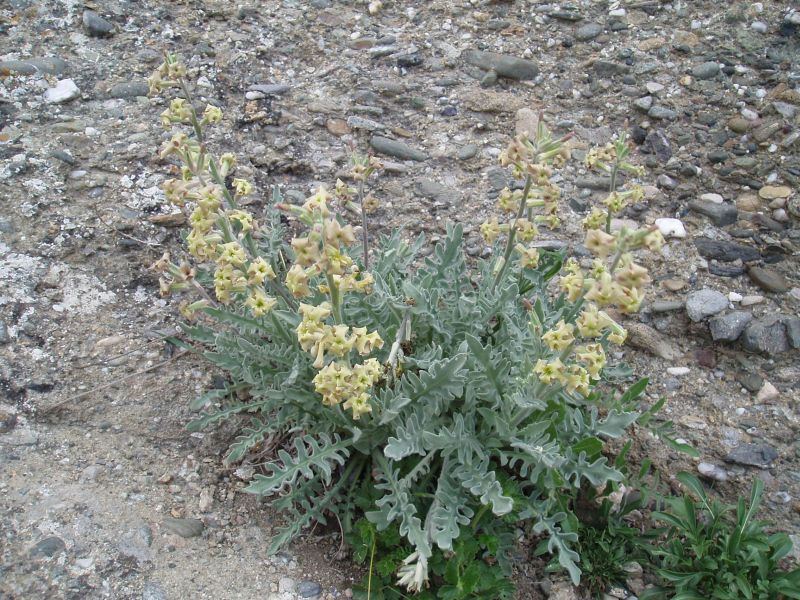 Image of Matthiola odoratissima specimen.