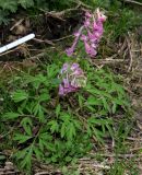 Corydalis begljanovae. Цветущие растения. Красноярский край, Ермаковский р-н, пос. Танзыбей, в культуре (взято из окр. пос. Танзыбей, берег р. Танзыбей, черневой смешанный лес). 13.05.2018.