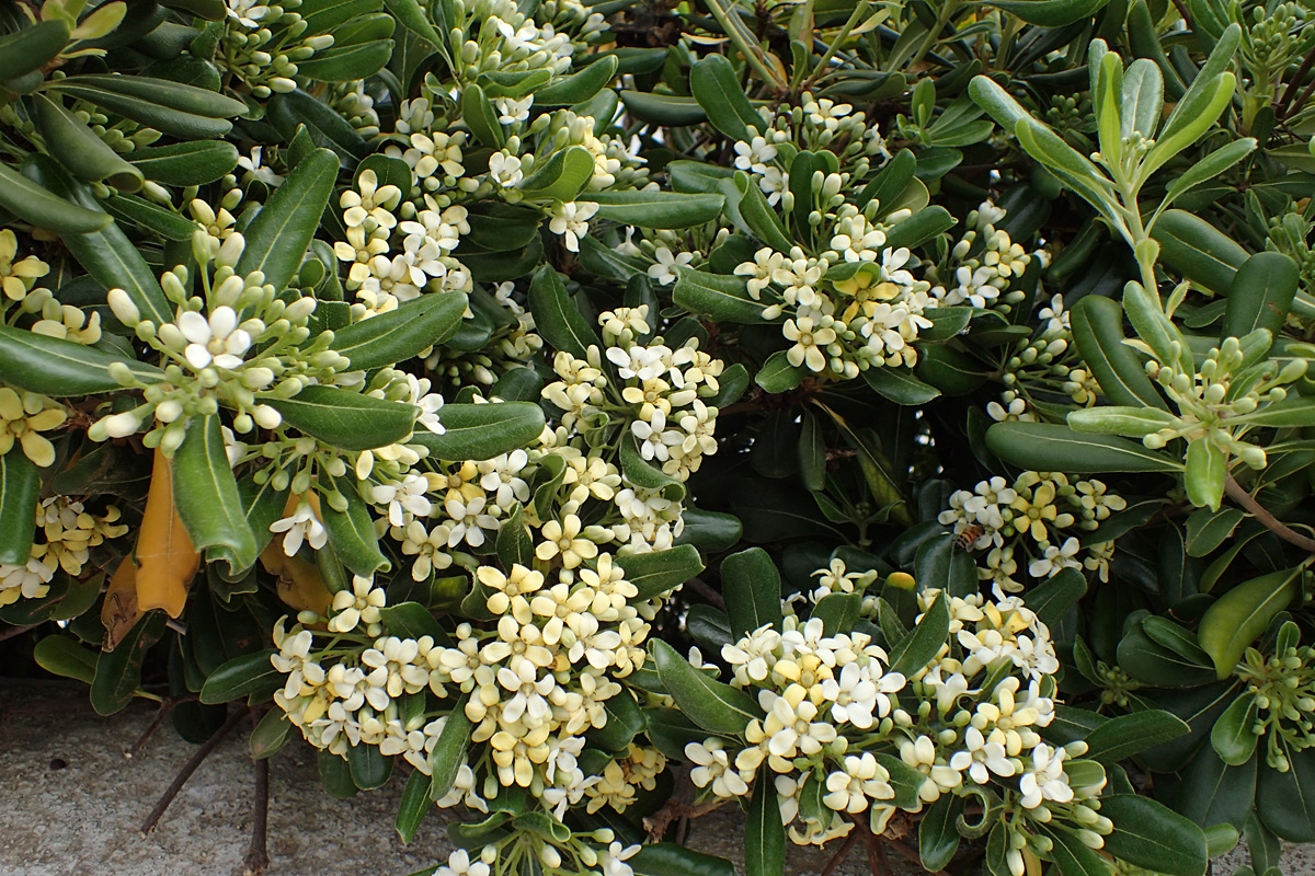 Image of Pittosporum tobira specimen.