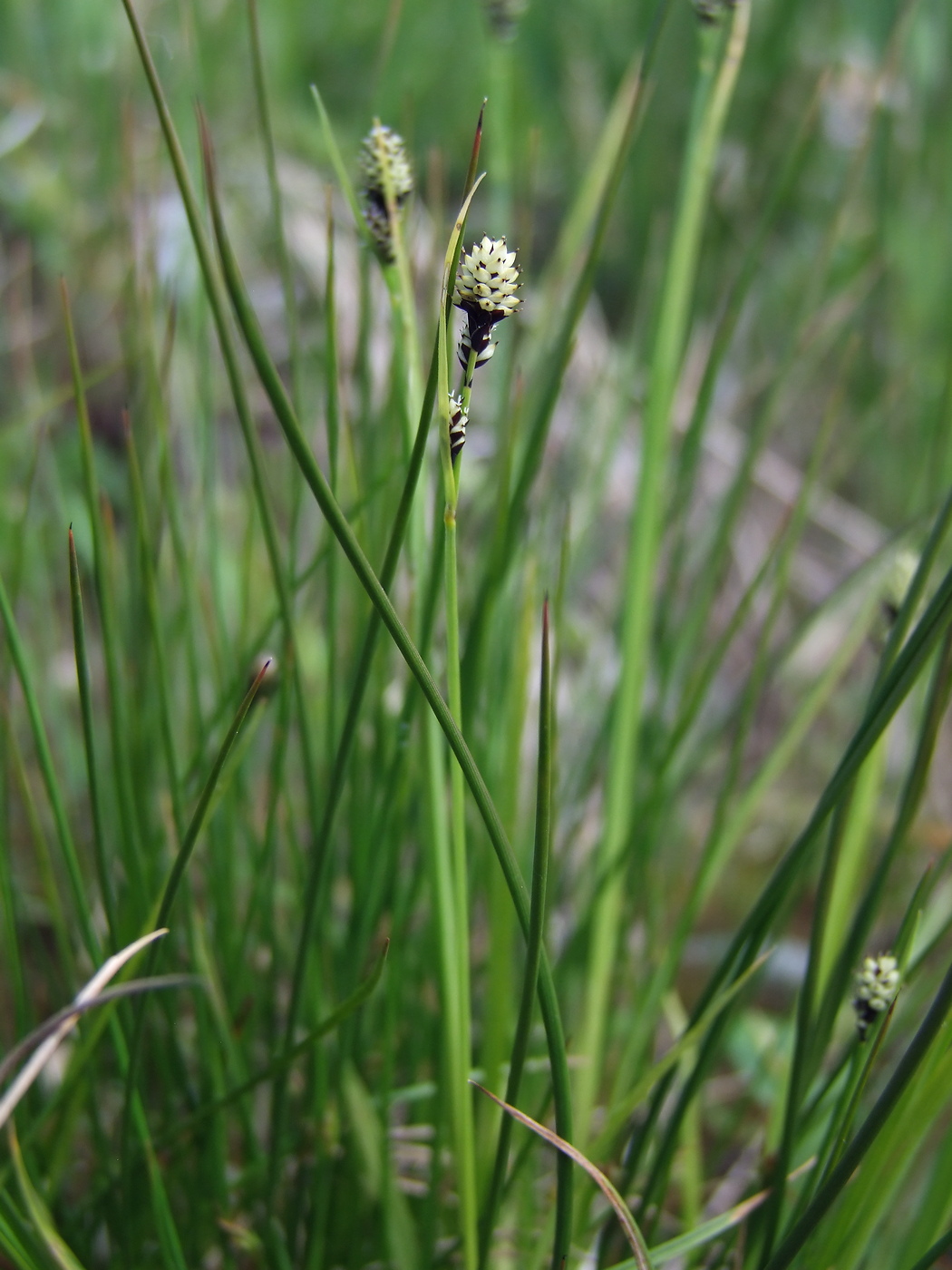 Image of Carex media specimen.