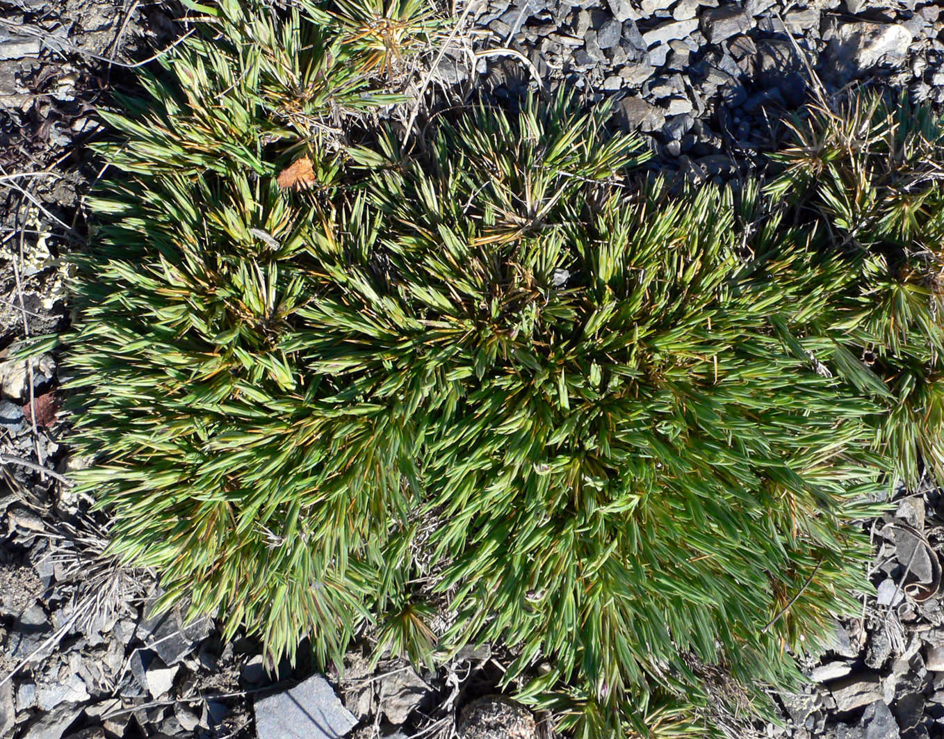 Image of Eremogone tschuktschorum specimen.