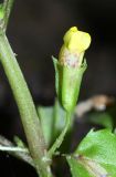 Mimulus tenellus