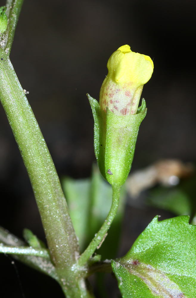 Image of Mimulus tenellus specimen.