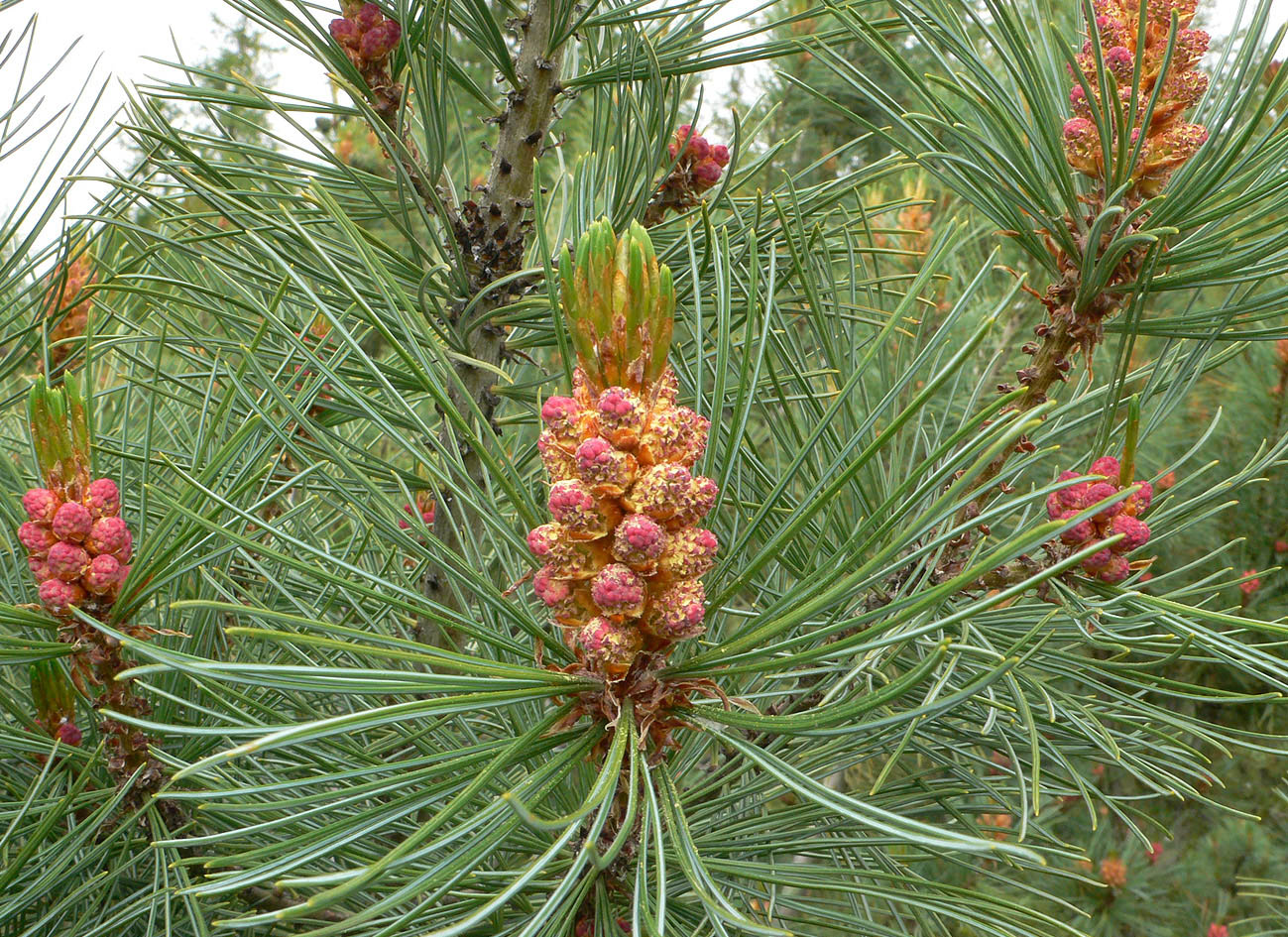Image of Pinus pumila specimen.