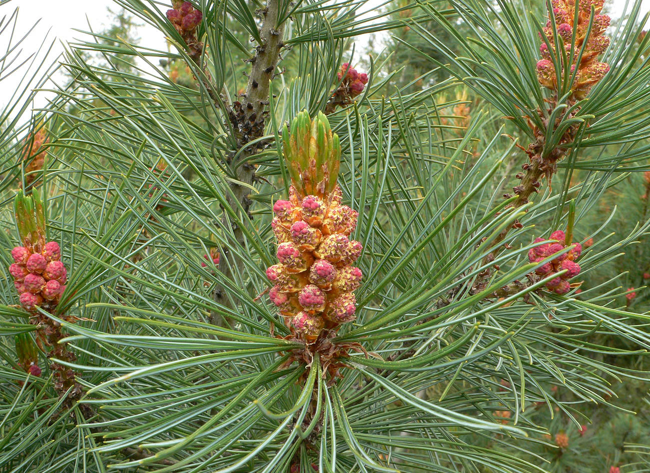 Изображение особи Pinus pumila.