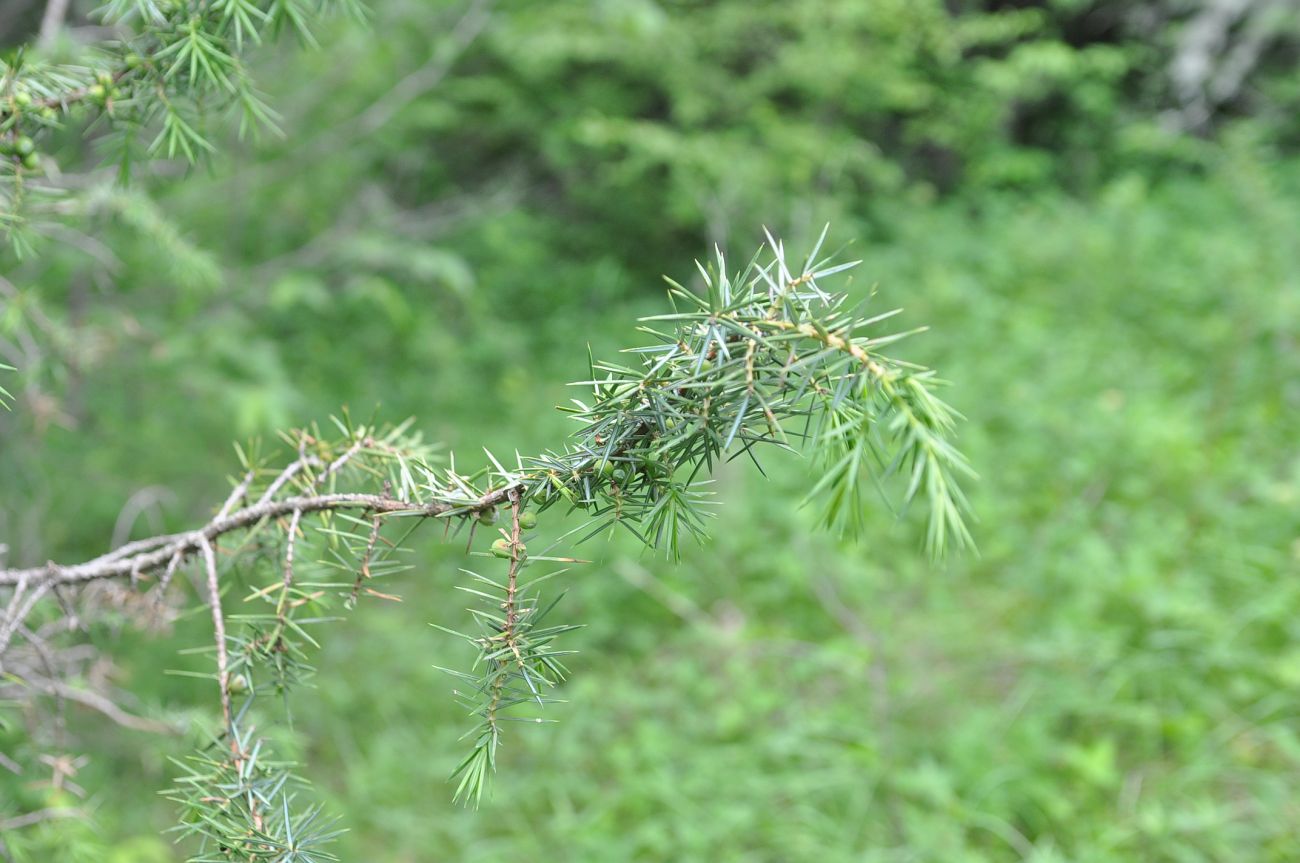 Изображение особи Juniperus oblonga.