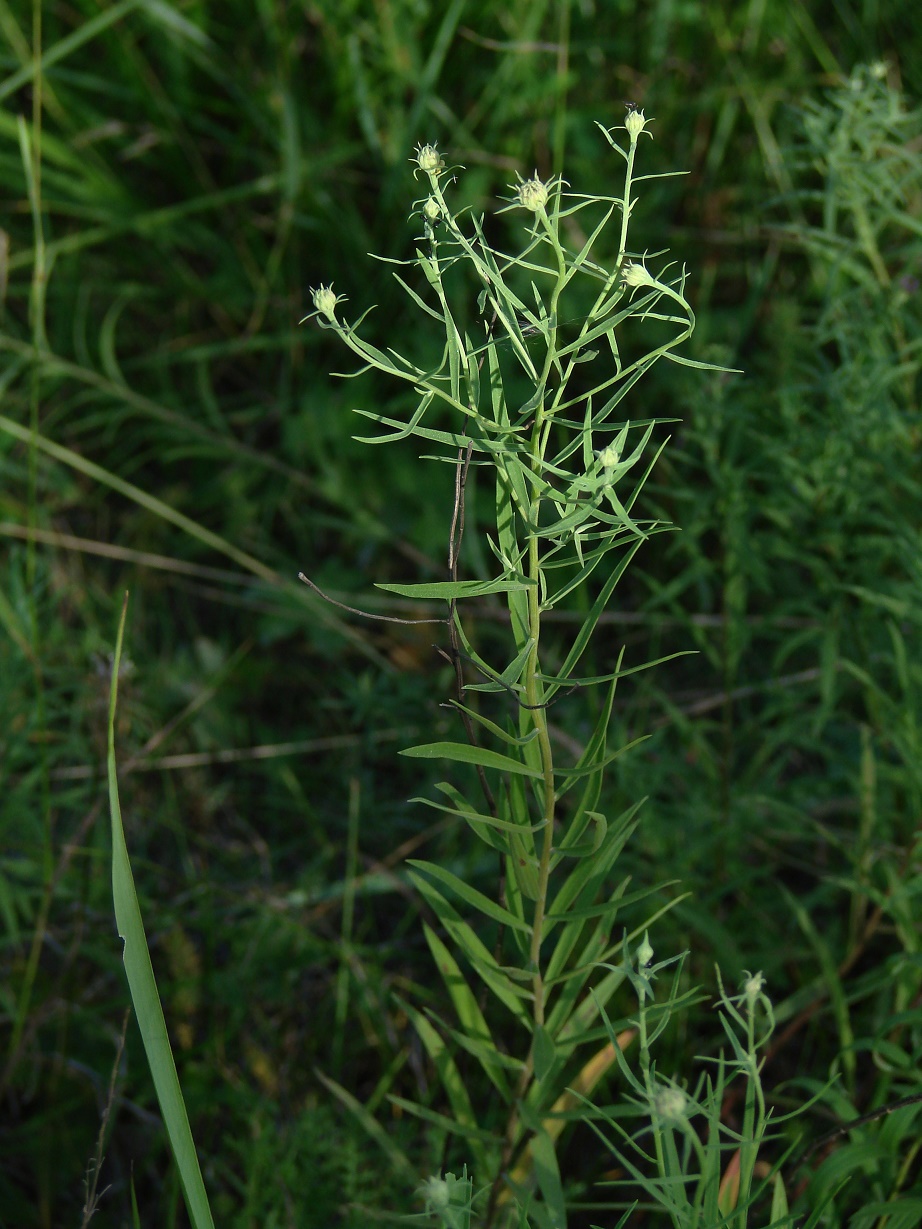 Image of Galatella dahurica specimen.