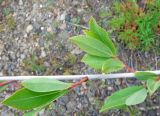 Chosenia arbutifolia