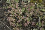 Thymus schischkinii. Плодоносящее растение. Республика Алтай, Кош-Агачский р-н, Северо-Чуйский хребет, подножие поросшего лиственницей склона по границе с прибрежным галечником р. Актру. 14.08.2018.