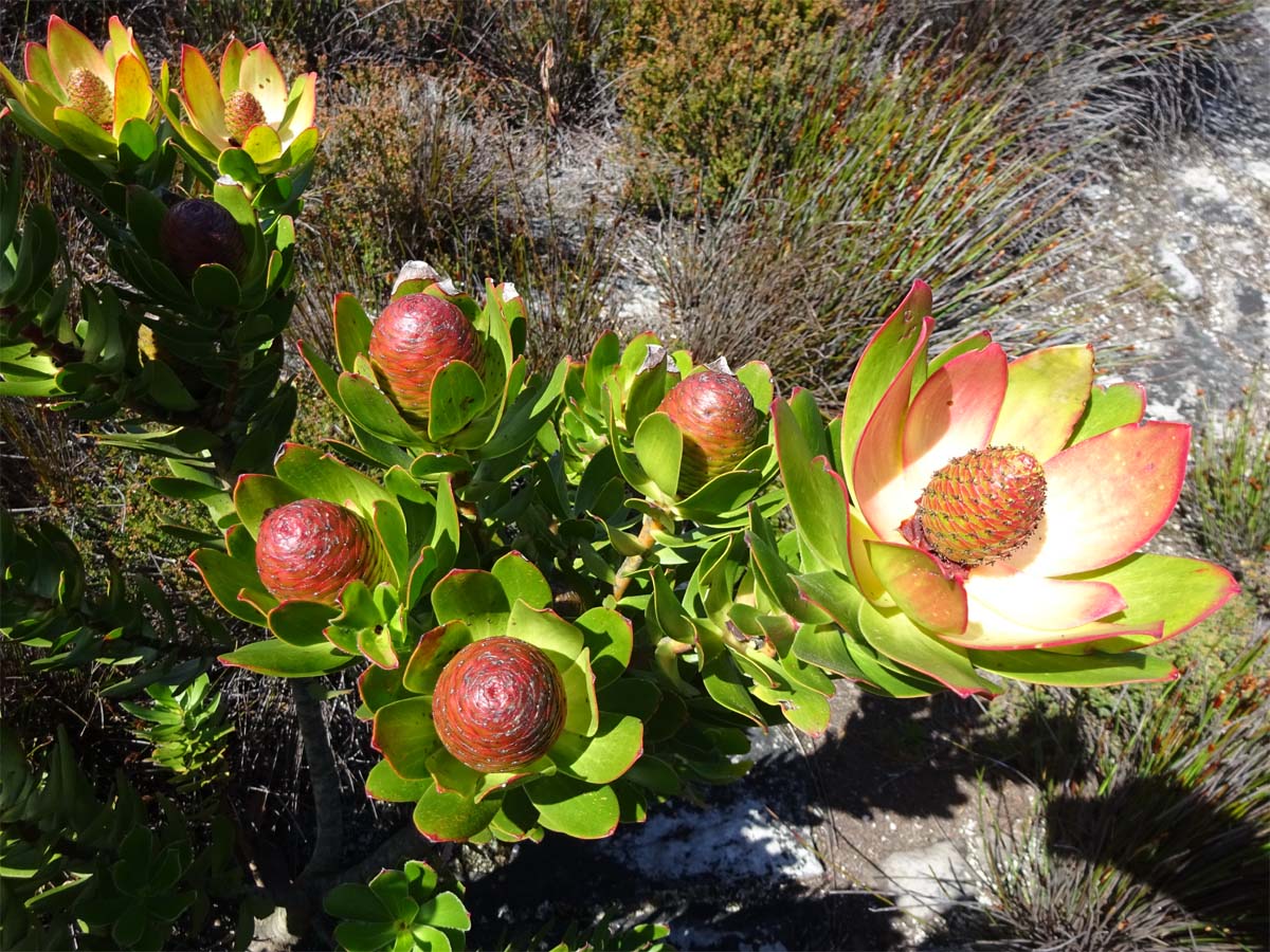 Изображение особи Leucadendron strobilinum.