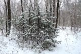 Juniperus communis. Покоящиеся растения в сосново-дубовом лесу. Беларусь, г. Гродно, лесопарк Пышки. 16.12.2018.