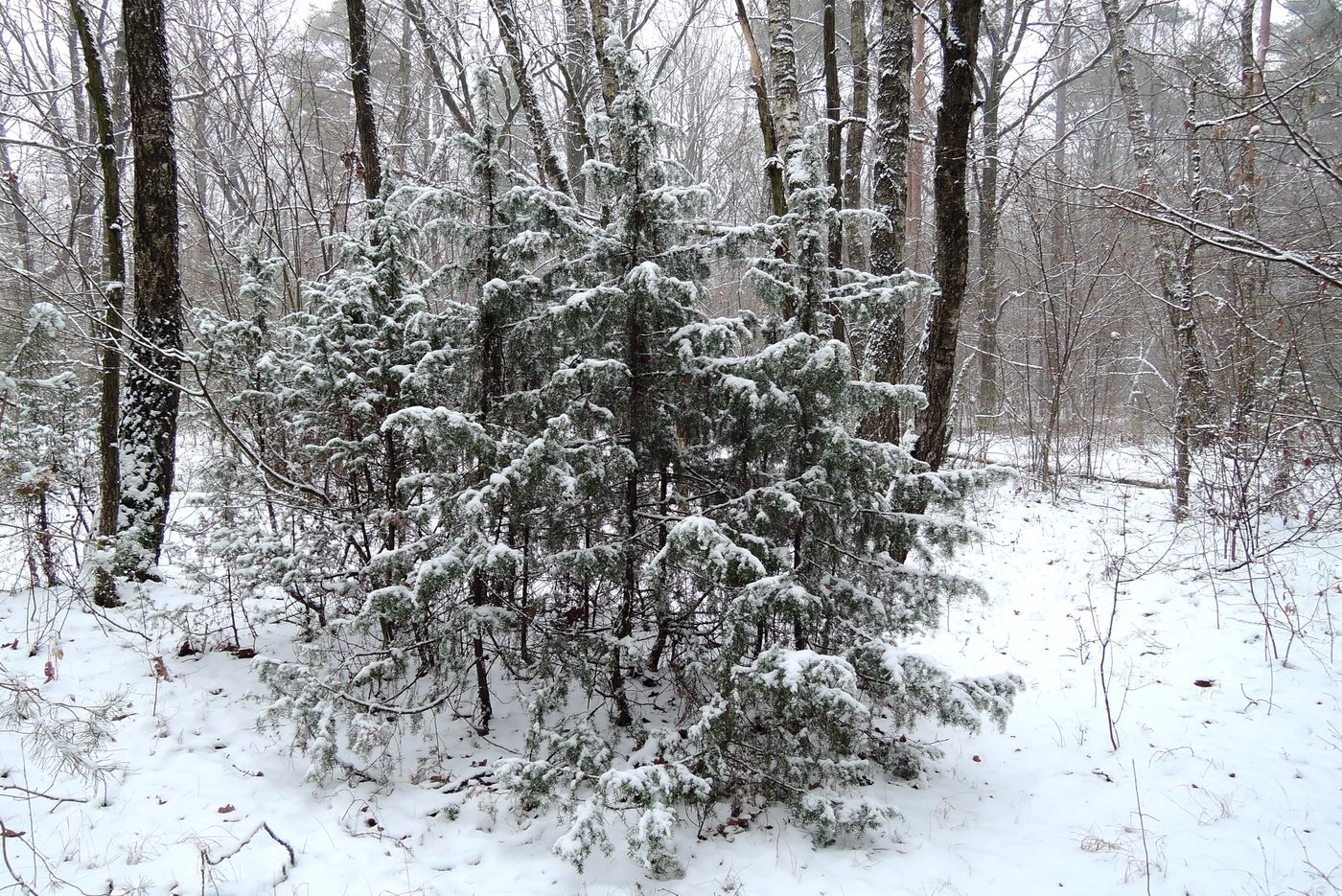 Изображение особи Juniperus communis.