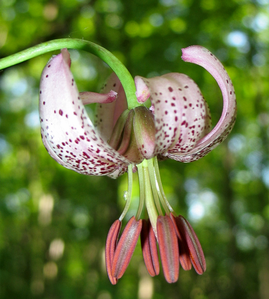 Изображение особи Lilium martagon.