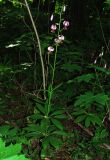 Lilium martagon