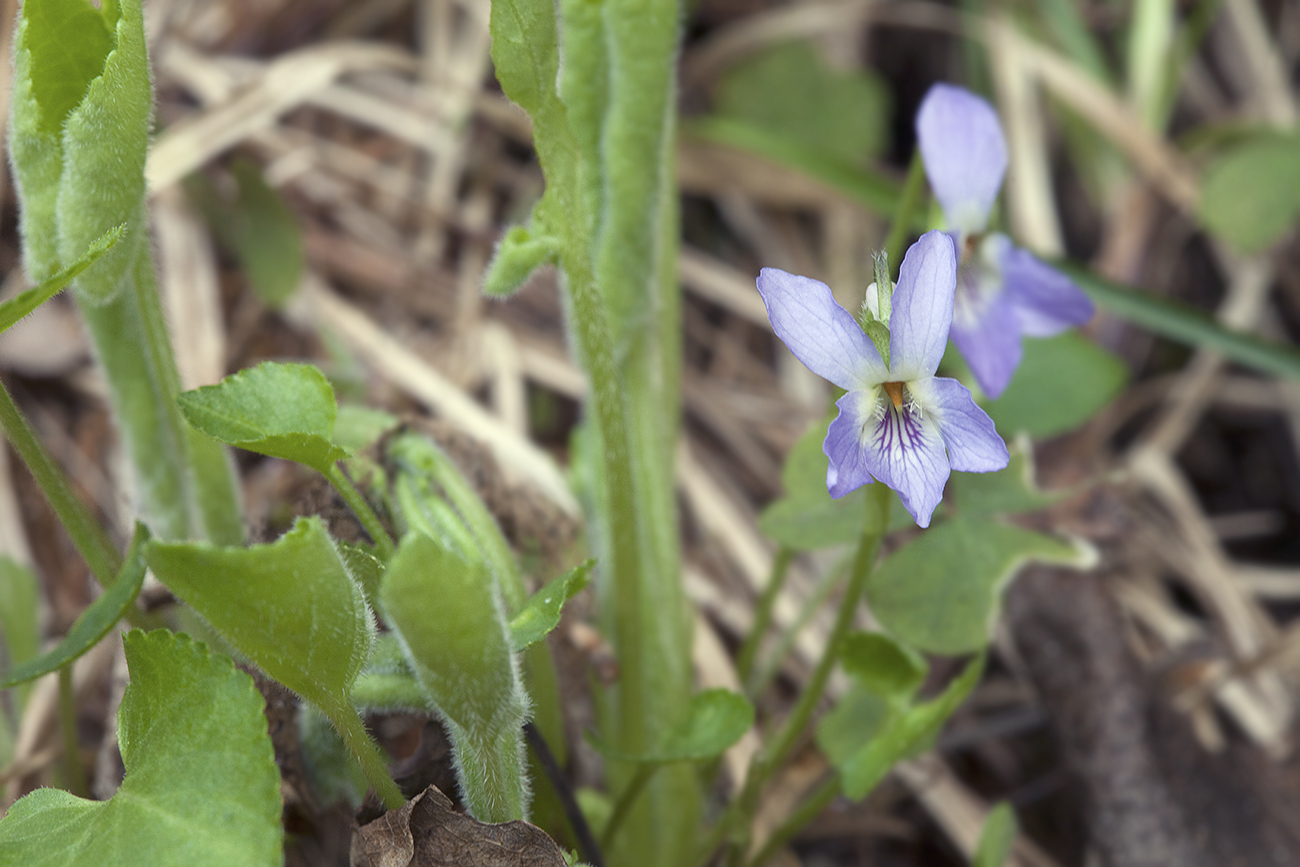 Image of Viola collina specimen.