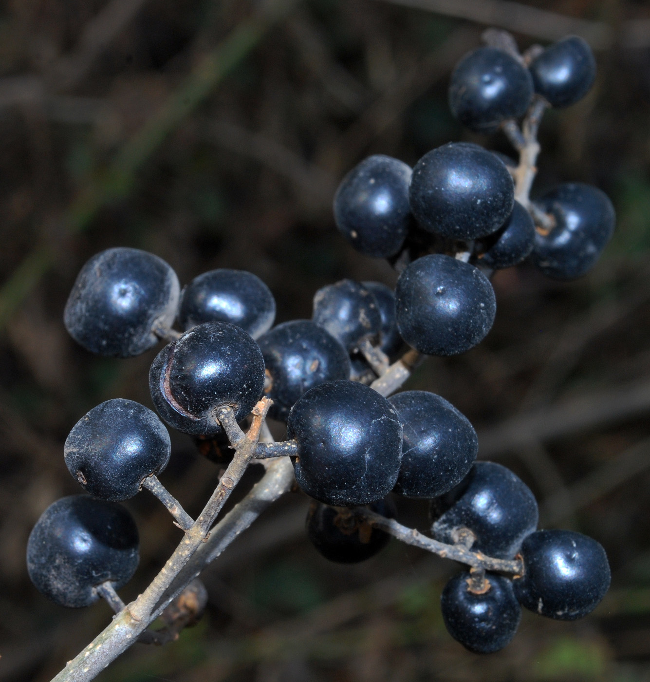 Изображение особи Ligustrum vulgare.