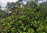 Ficus xylophylla. Верхушки ветвей плодоносящего дерева. Малайзия, штат Саравак, национальный парк Бако; о-в Калимантан, опушка влажного тропического леса. 10.05.2017.