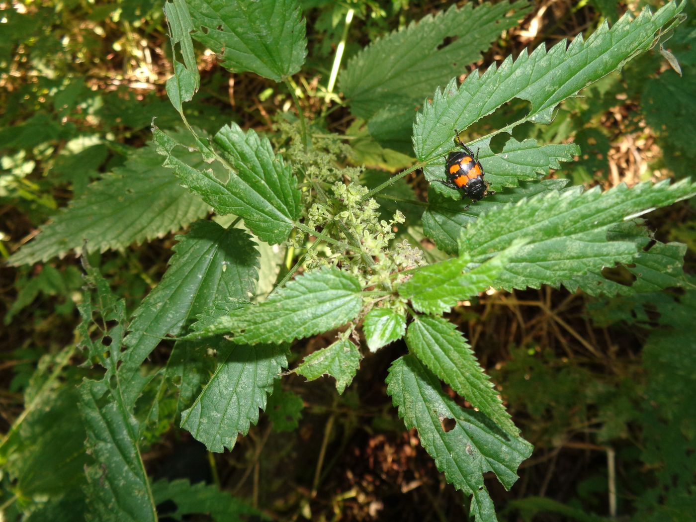 Изображение особи Urtica dioica.