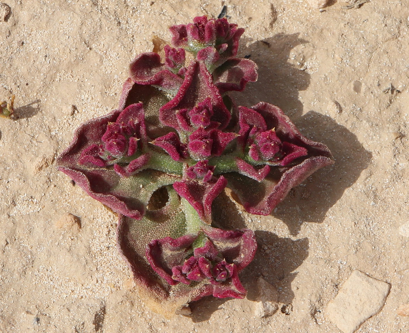 Image of Mesembryanthemum crystallinum specimen.