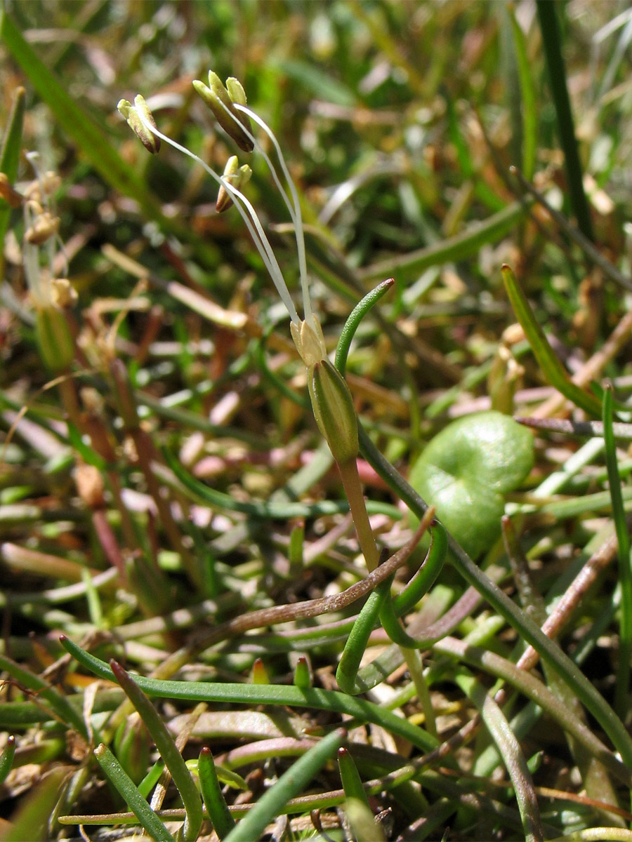 Изображение особи Littorella uniflora.