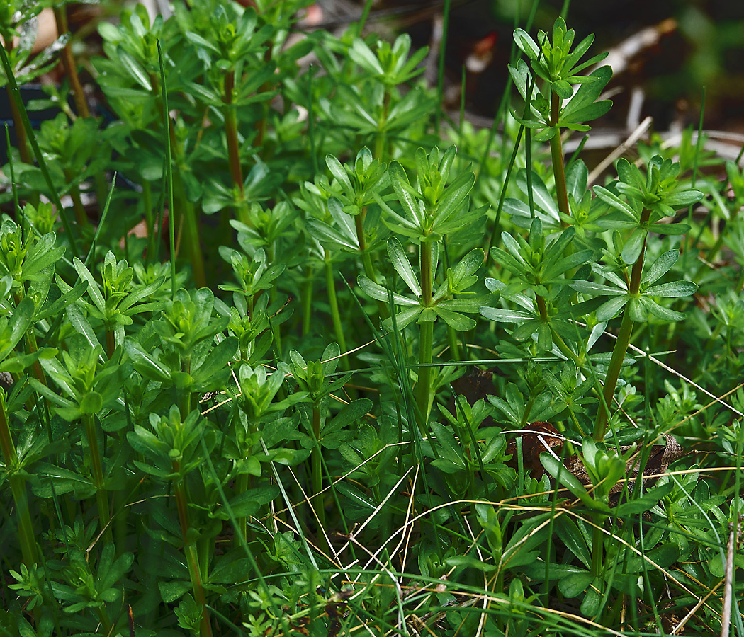 Изображение особи Galium mollugo.