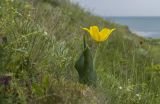 Tulipa suaveolens. Цветущее растение. Крым, Керченский п-ов, Приазовье, мыс Тархан, приморский остепнённый склон. 01.05.2019.