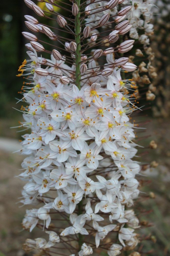 Изображение особи Eremurus olgae.